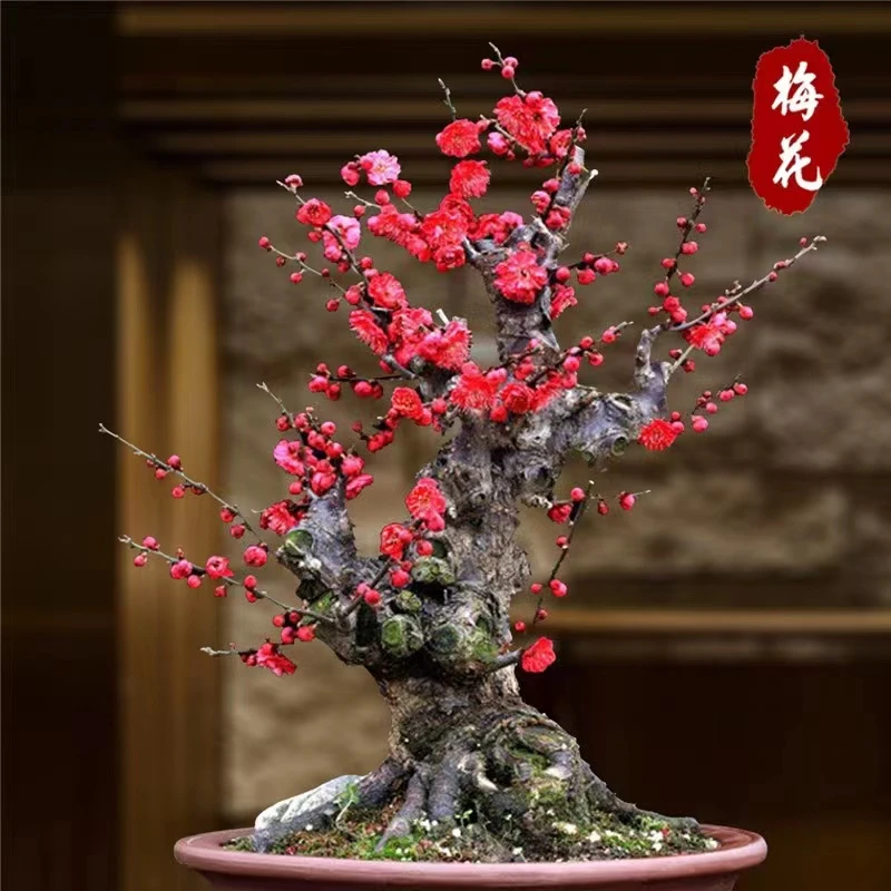 赏梅赏花浓香耐寒耐热梅花品种齐全一物一拍香味长期造型