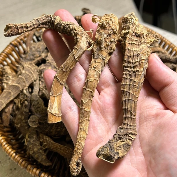 西藏龙腾参 农产品