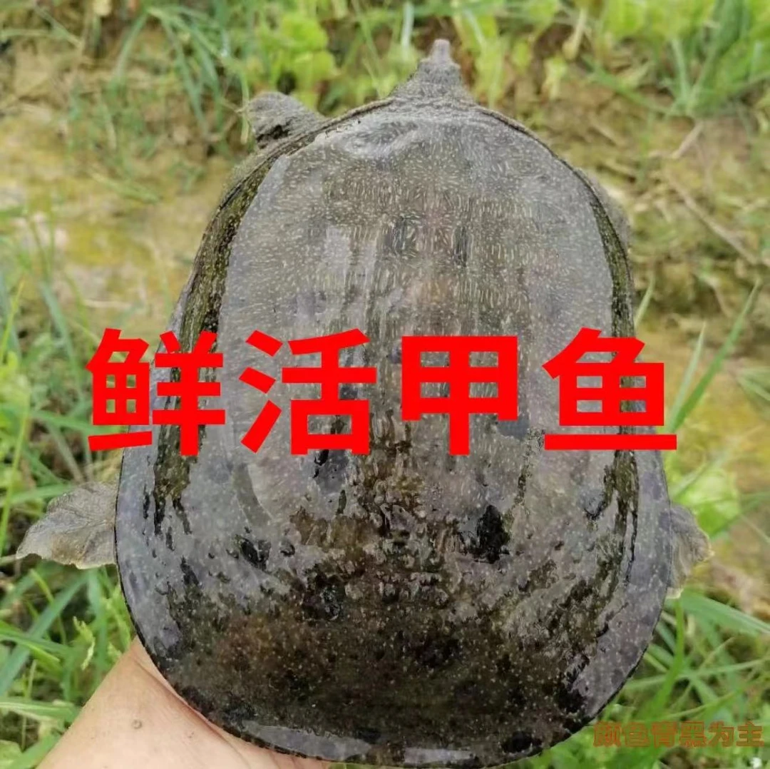 【青黑背】 生态甲鱼 3只共6.0-7.0斤 顺丰包邮 死了包赔