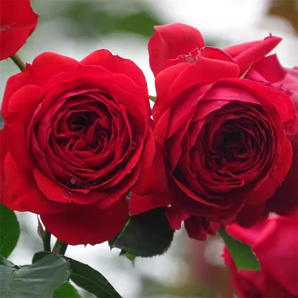 【3颗包邮】藤本红苹果月季小苗绿植玫瑰室内花卉盆栽观花爬藤庭院