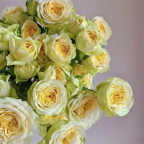 【3颗包邮】牛油果月季多头玫瑰花苗勤花四季栽植庭院阳台盆栽花卉