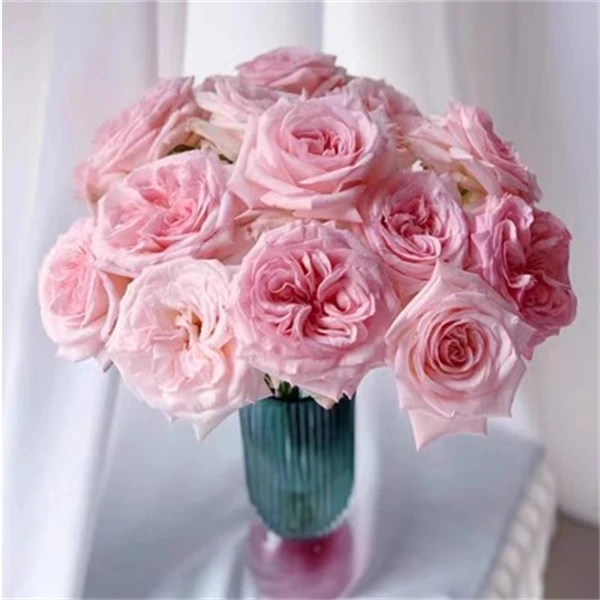 【3颗包邮】粉荔枝月季荔枝果香味花苗切花月季多季节开花