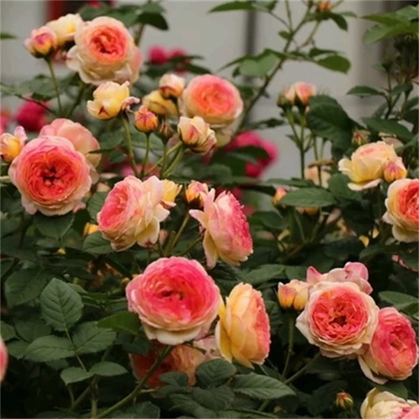 【1颗包邮】詹森月季花苗玫瑰苗庭院地栽攀援大花浓香耐热植物