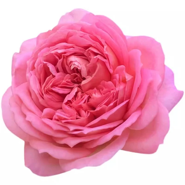 【3颗包邮】银禧庆典奥斯汀灌木月季花苗阳台庭院盆栽大花浓香