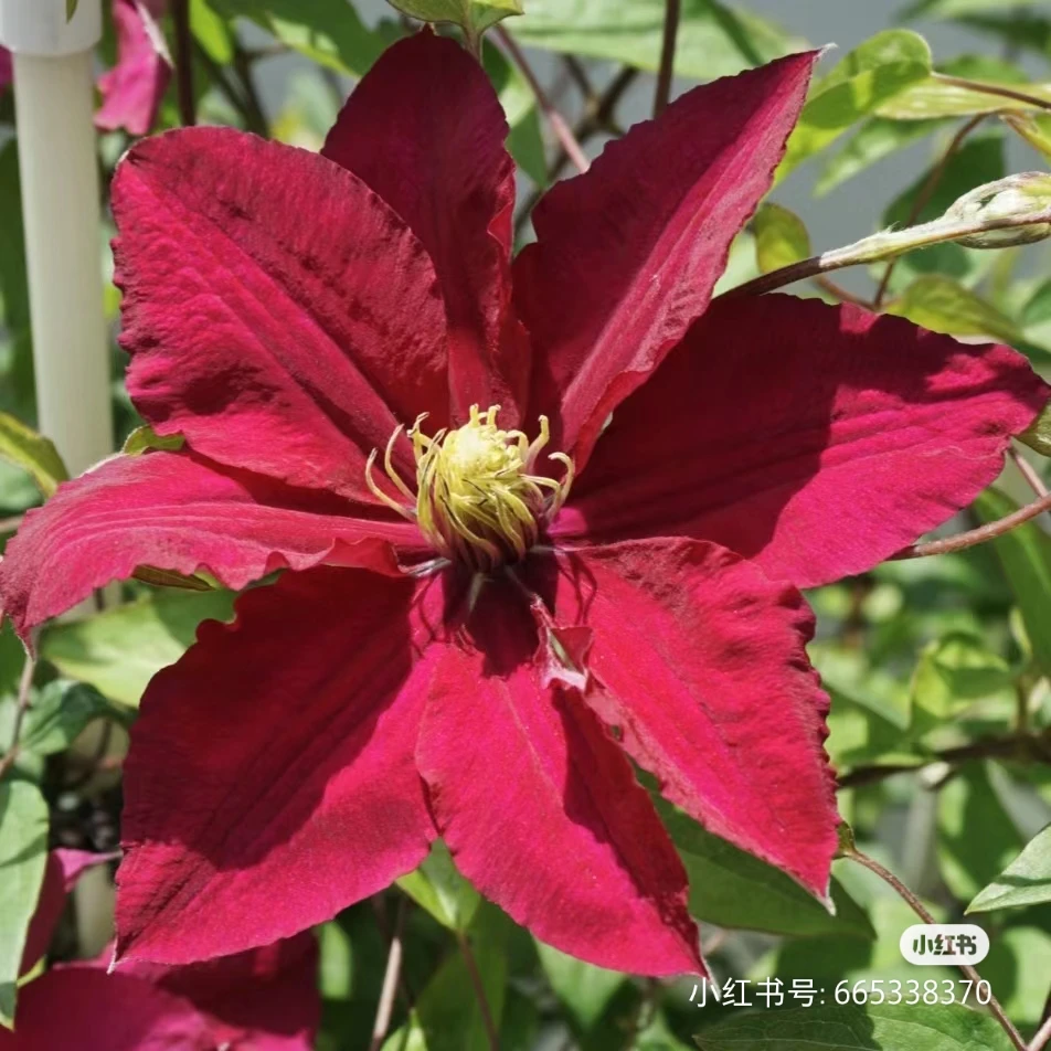 【艾丽塔】铁线莲一类属于早花品种老枝条开花
