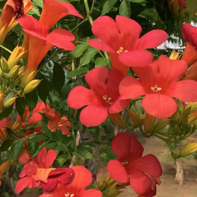 耐寒植物爬藤花卉庭院地栽花苗美国凌霄花花期长易活好养