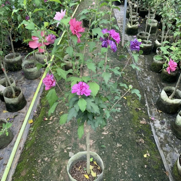 耐寒重瓣木槿花棒棒糖树型 嫁接多色木槿棒棒糖花苗