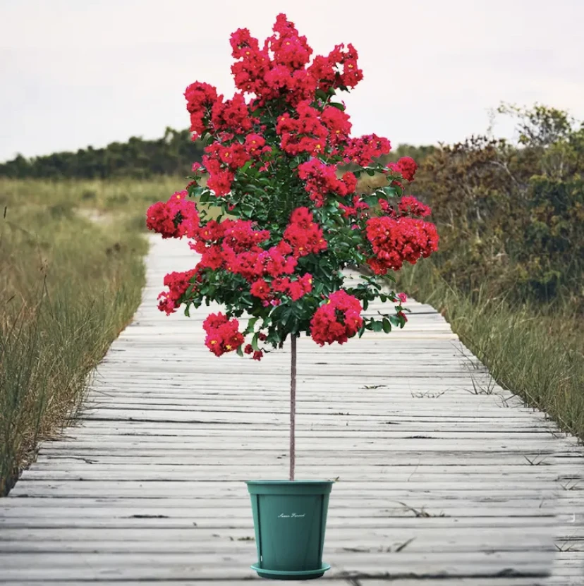 红火箭紫薇花 大红花紫薇 天鹅绒紫薇花盆栽地栽都可以