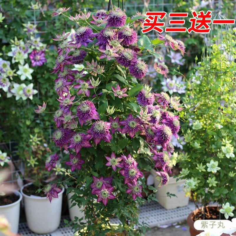 铁线莲爬藤植物盆栽花苗重瓣大花阳台庭院藤本攀援花卉多季节开花