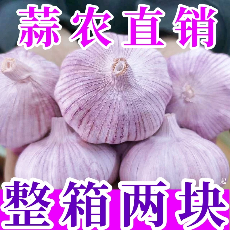 【超低价】2023新鲜紫皮金乡大蒜头1/3/5斤新鲜晒干大蒜子批发整箱