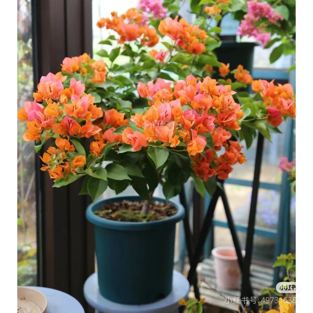 七夕节三角梅【绿叶橙】浪漫橙粉爱马仕橙带花发货