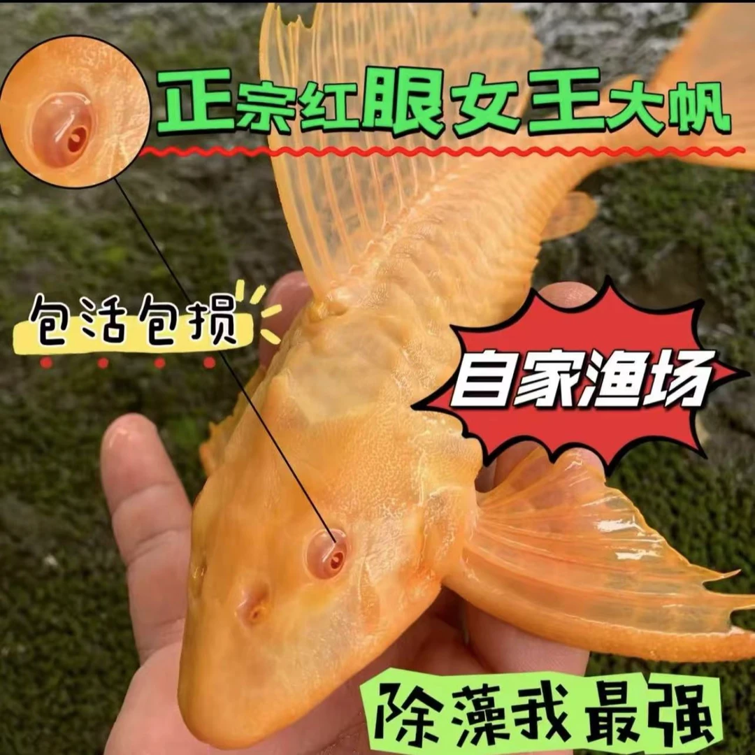 【尺寸齐全】女王清道夫淡水清洁鱼除青苔褐藻鱼缸清洁小能手