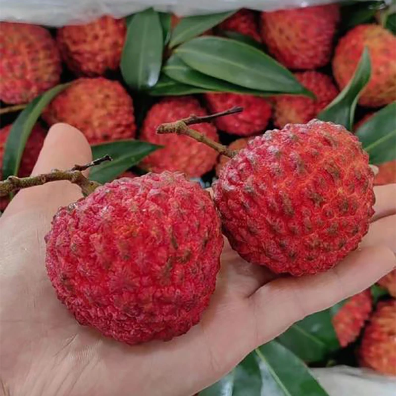 Z【散装】新鲜的荔枝王-3斤 仅大同市平城区云冈区可拍