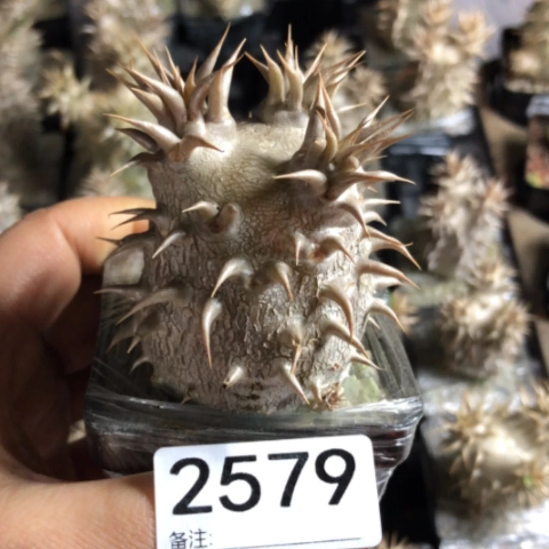 【闪购商品】西巴2579
