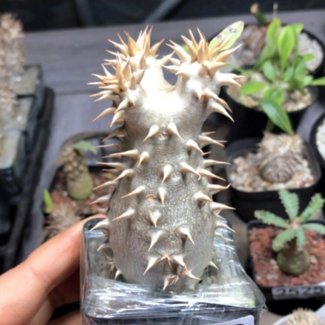 【闪购商品】2598 专