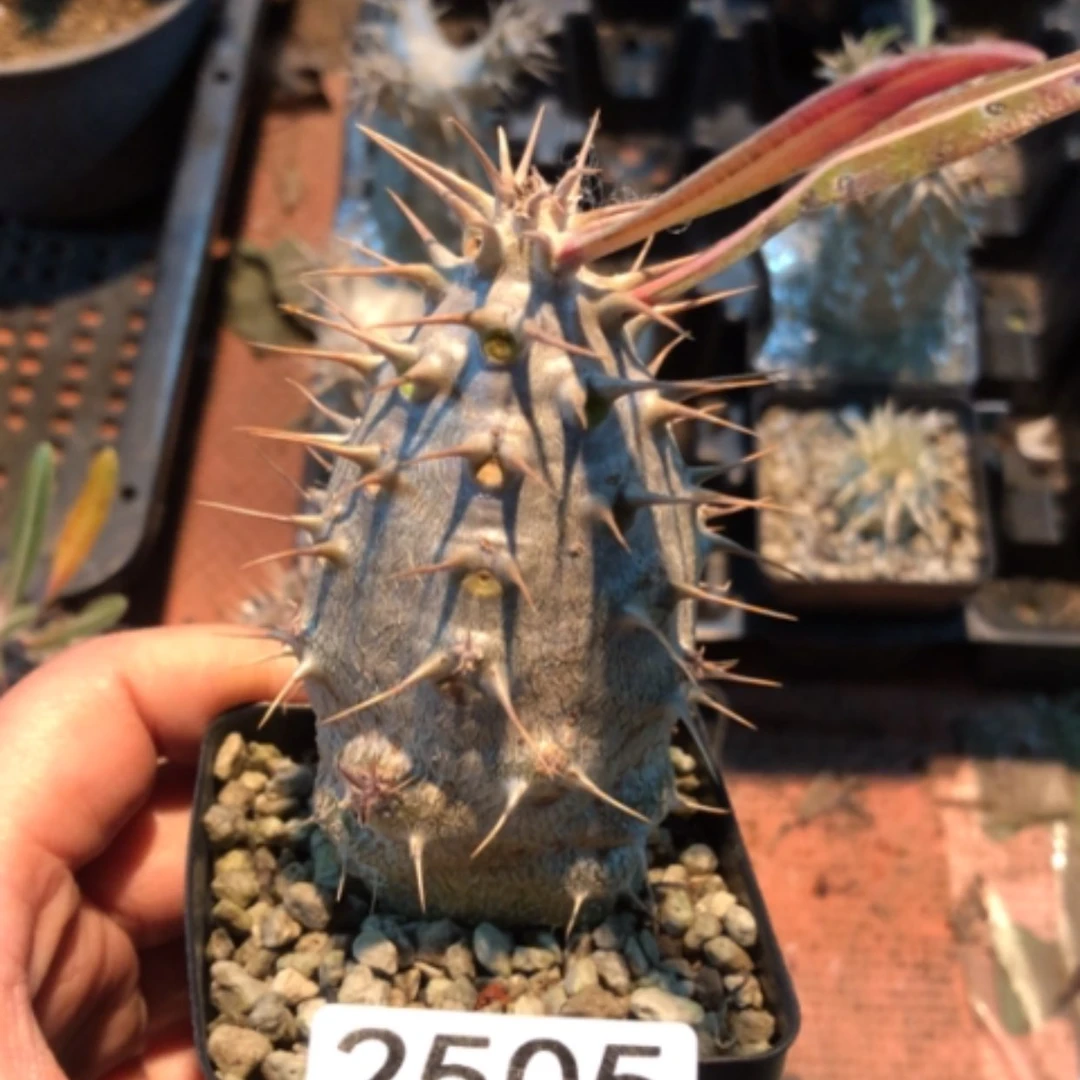 【闪购商品】2505专