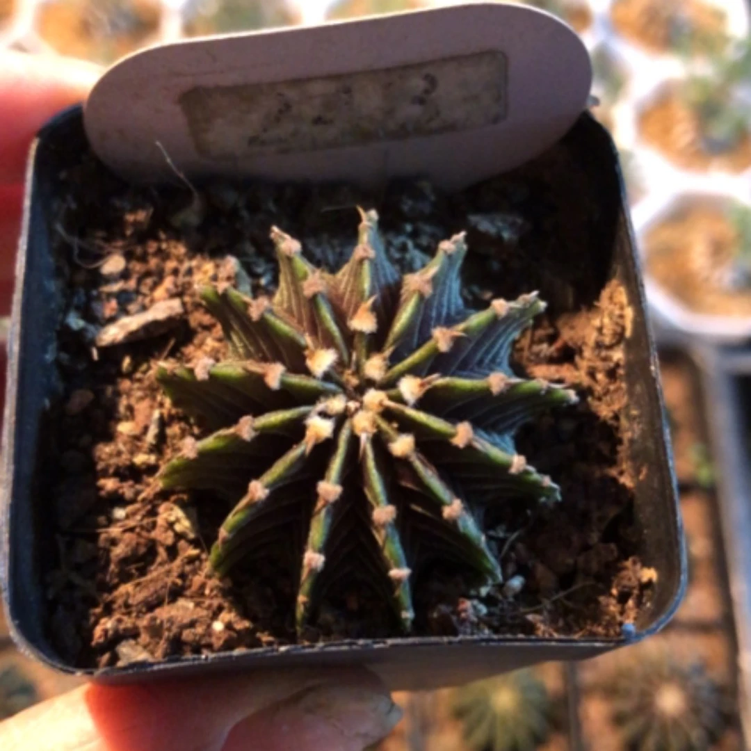 【闪购商品】13棱纯肋骨