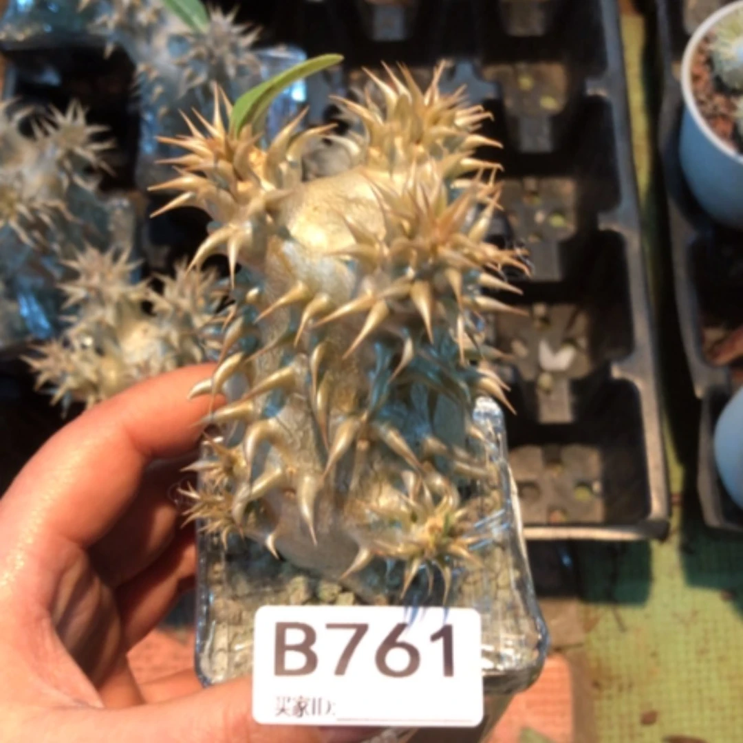 【闪购商品】西巴女王761