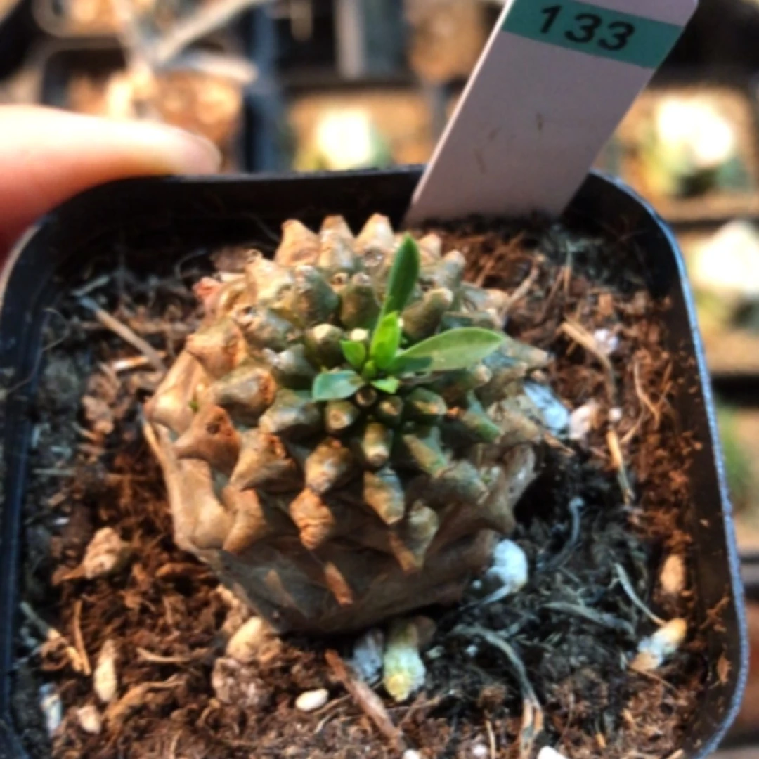 【闪购商品】133专