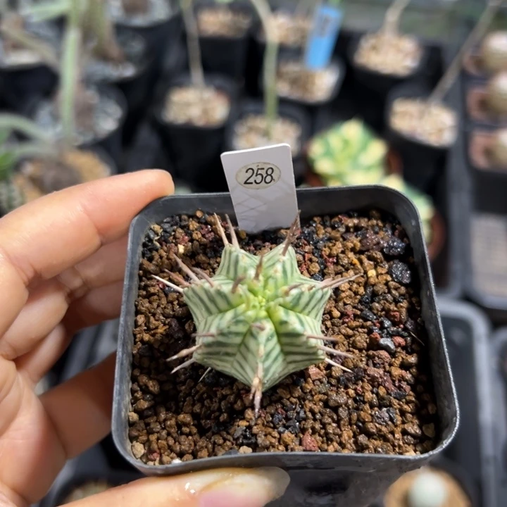 斑马大戟258仙人掌