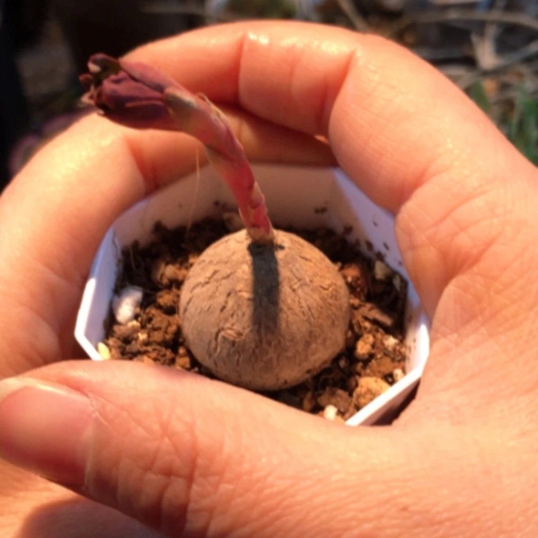 【闪购商品】玫瑰大戟