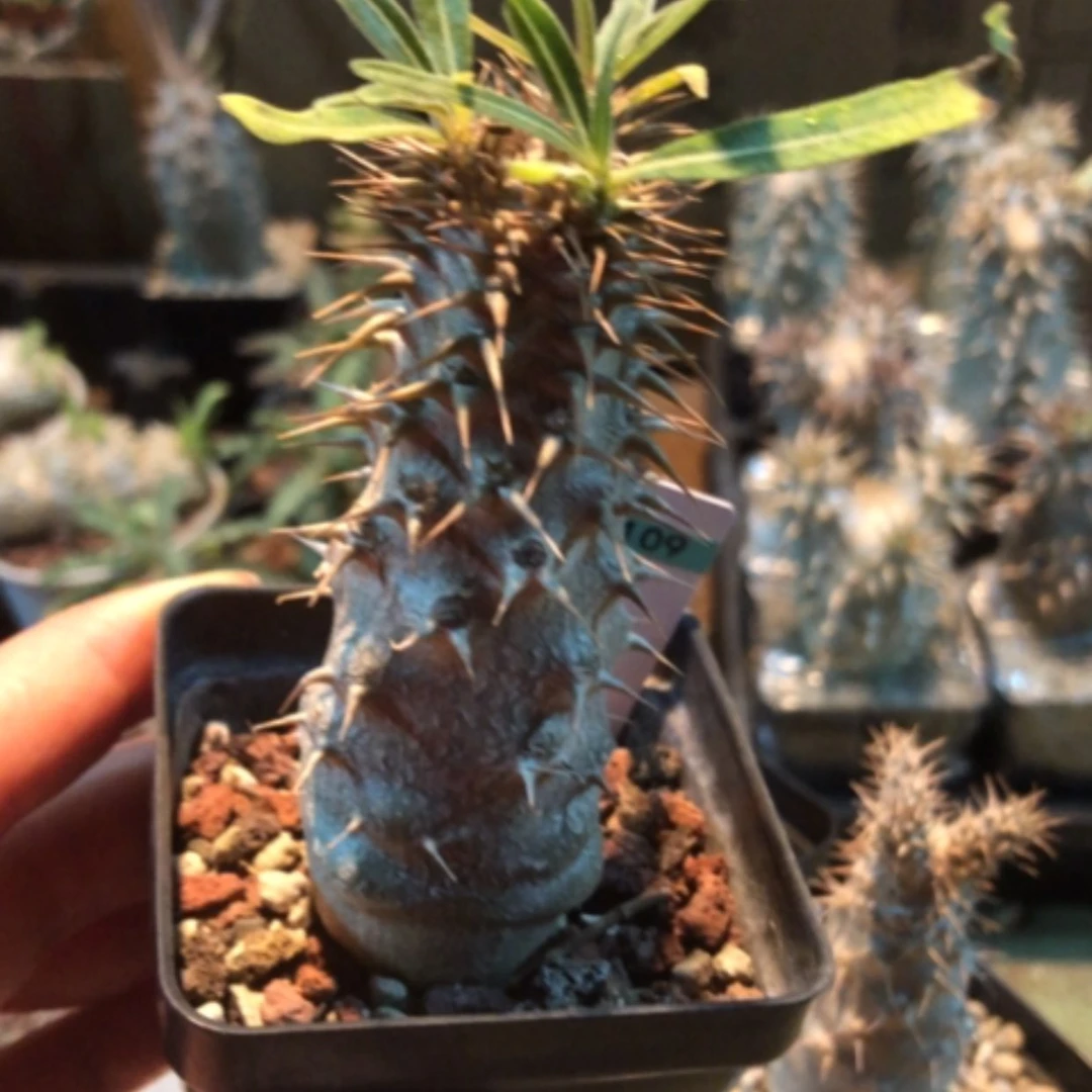 【闪购商品】南*象牙宫109