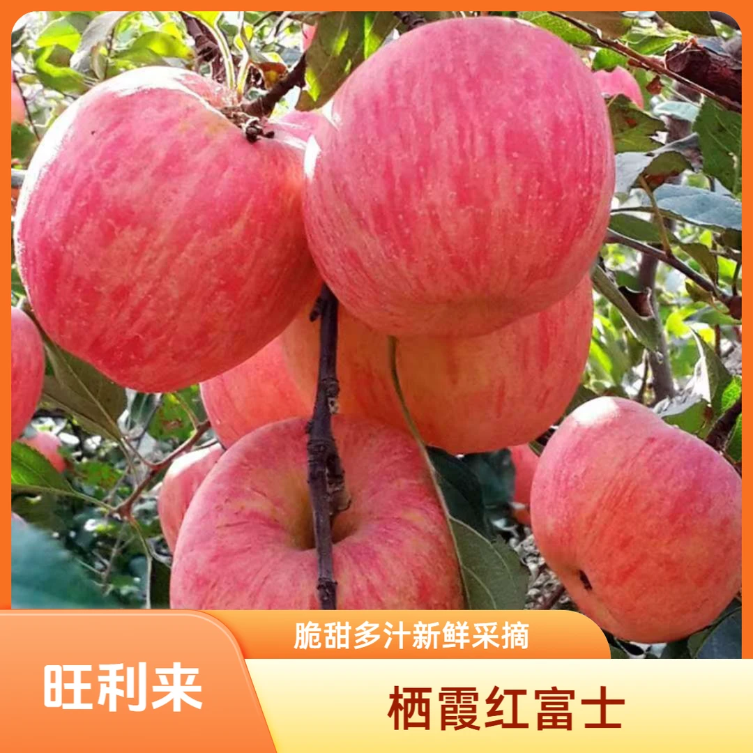 【顺丰包邮】烟台栖霞红富士苹果新鲜水果脆甜多汁当季苹果果园直发