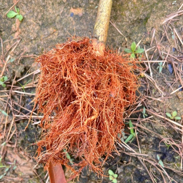 嫁接沉香椅楠木，1年以上生长，
