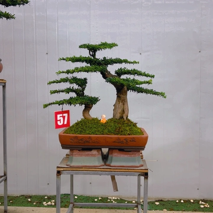 盆景红芽菊花珍珠罗汉松