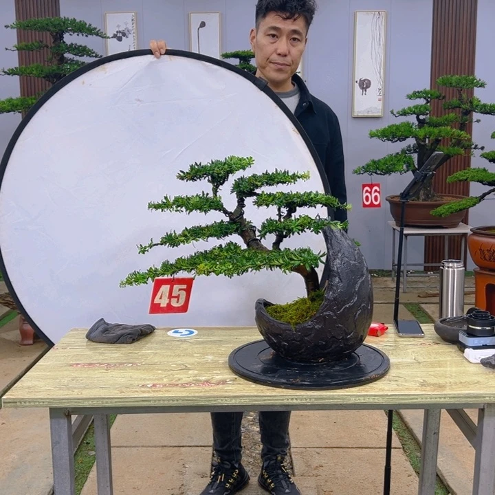 盆景红芽菊花罗汉松