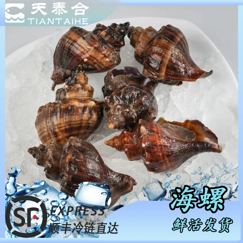 TIANTAIHE/天泰合大海螺 肉质肥美 壳薄 保鲜不保活