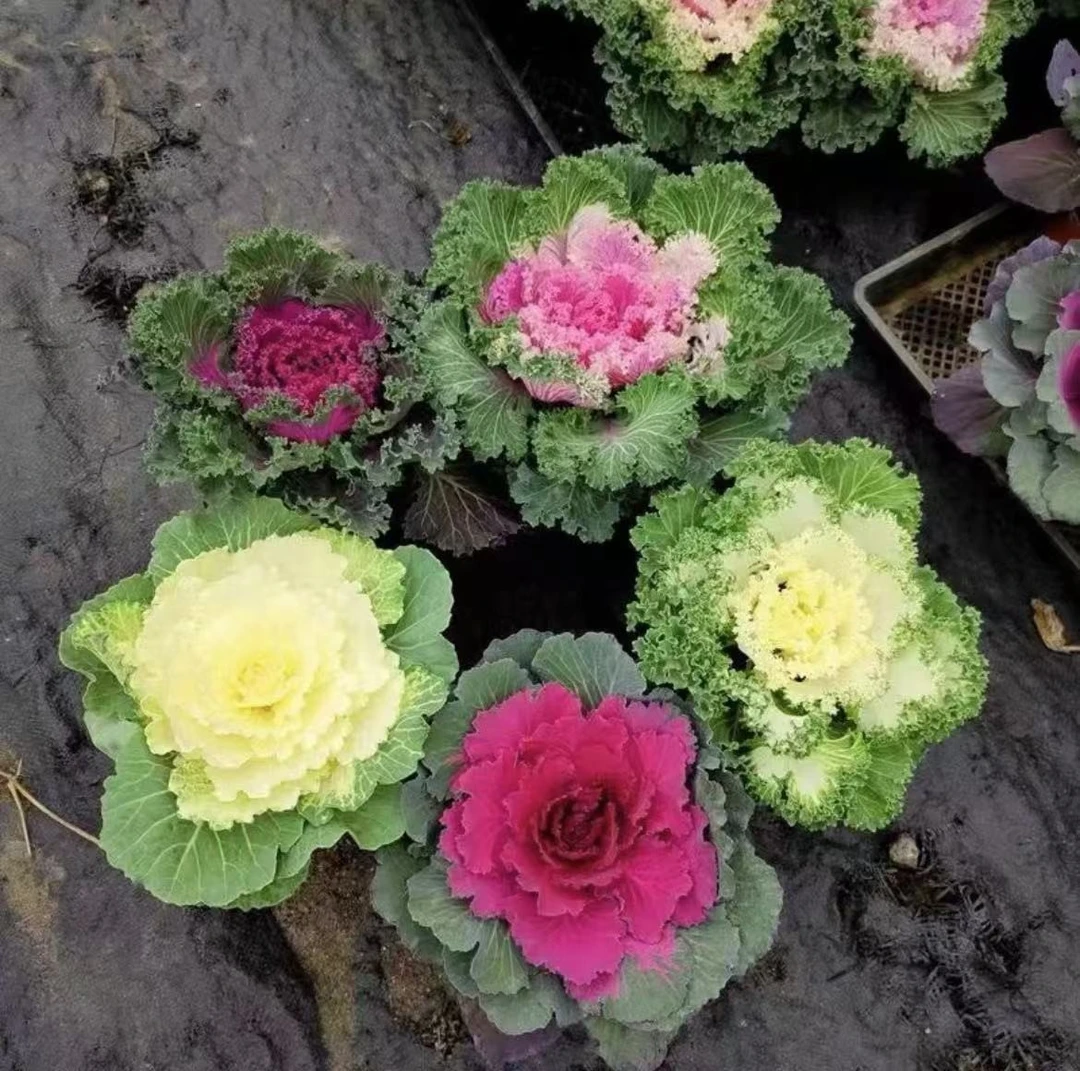 羽衣甘蓝花苗盆栽观赏绿化花园庭院植物冬季耐寒
