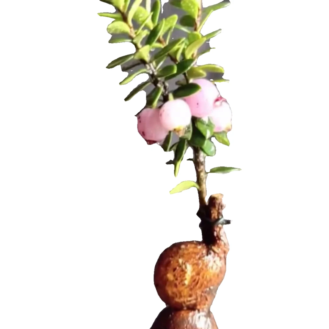 云南网红树萝卜，各种绿植盆栽开花结果四季常青鲜花朋友切花鲜花