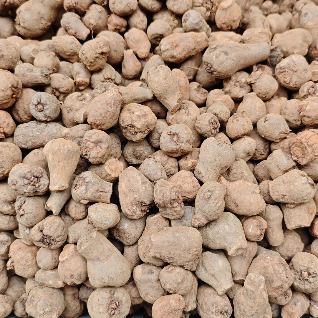 云南高产魔芋种一代二代魔芋种子新鲜小魔芋小个脱水消毒可直接种