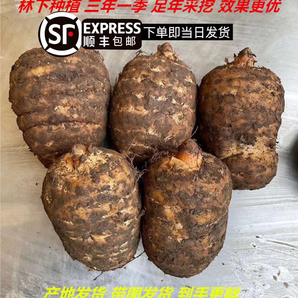 【顺丰包邮】云南昭通小草坝新鲜高山乌天麻深山仿野种现挖产地发货