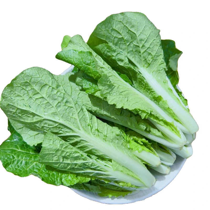 【自营】高原蔬菜【菘菜苗2斤】清甜鲜美、爆炒、煲汤、顺丰包邮