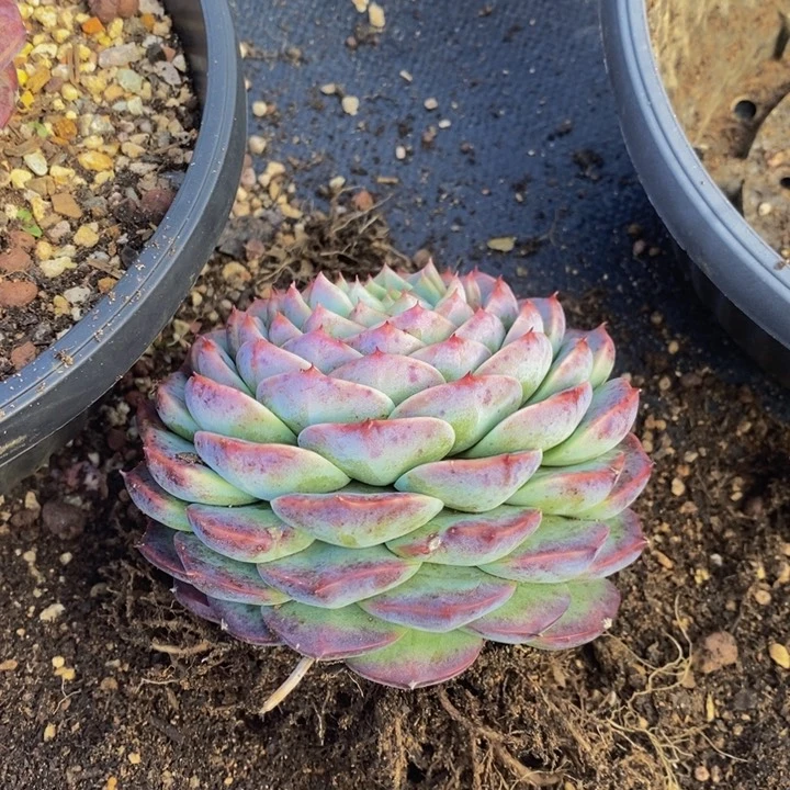 天鹅绒一物一拍20