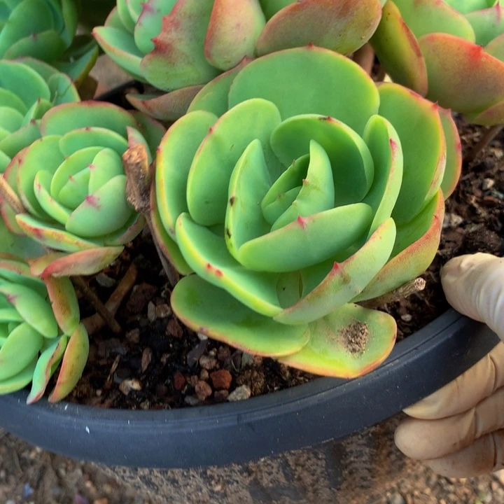 黑*碧桃一物一拍