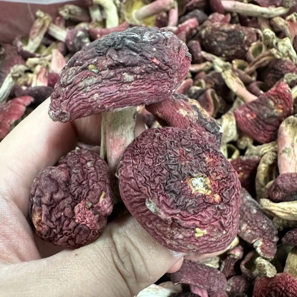 红菇 月子孕妈滋补月子菇