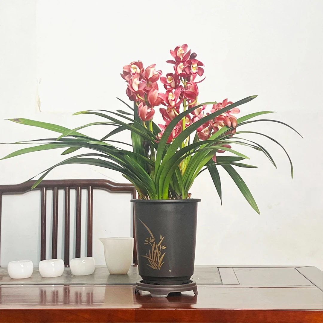 【3支花剑】红宝石兰花带花剑兰场基地直发带国风圆盆