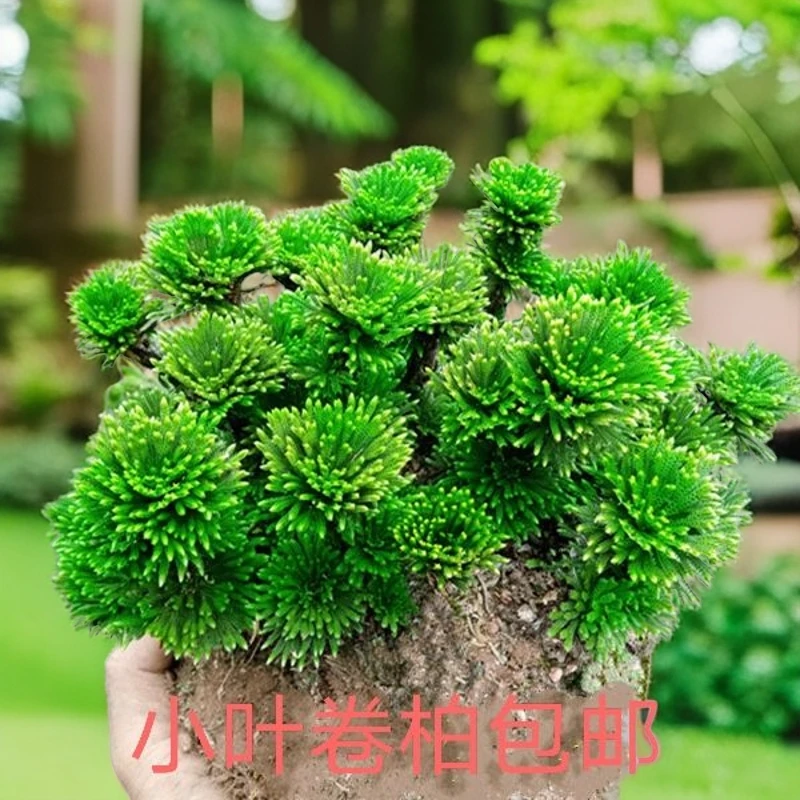 复活草九死还魂草创意绿植水培微景观鲜活高级感小叶卷柏阳台盆栽