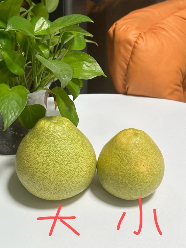 土拨鼠家的文旦柚·福建正宗度尾红心文旦柚小果5斤包邮孕妇水果