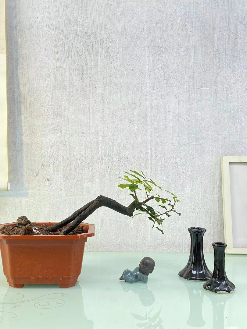金弹子盆景原生母灌木素材桩年功货直播间一物一拍