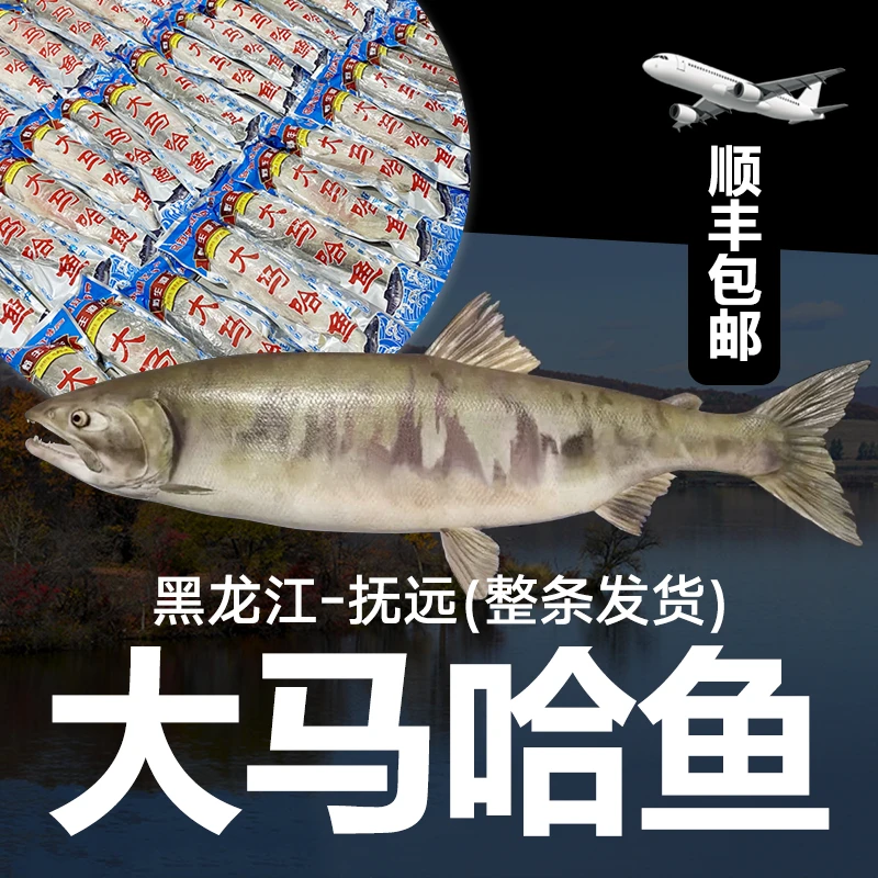 【顺丰包邮】大马哈鱼整条