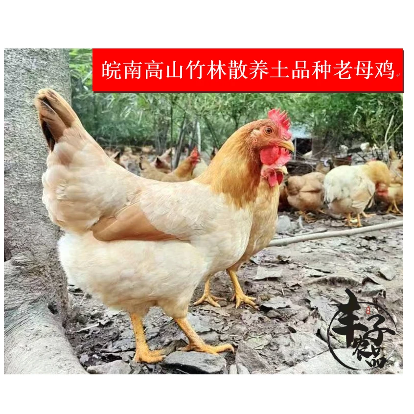 【丰子农品】皖南土鸡老母鸡高山竹林散养自由奔跑觅食补味五谷杂粮