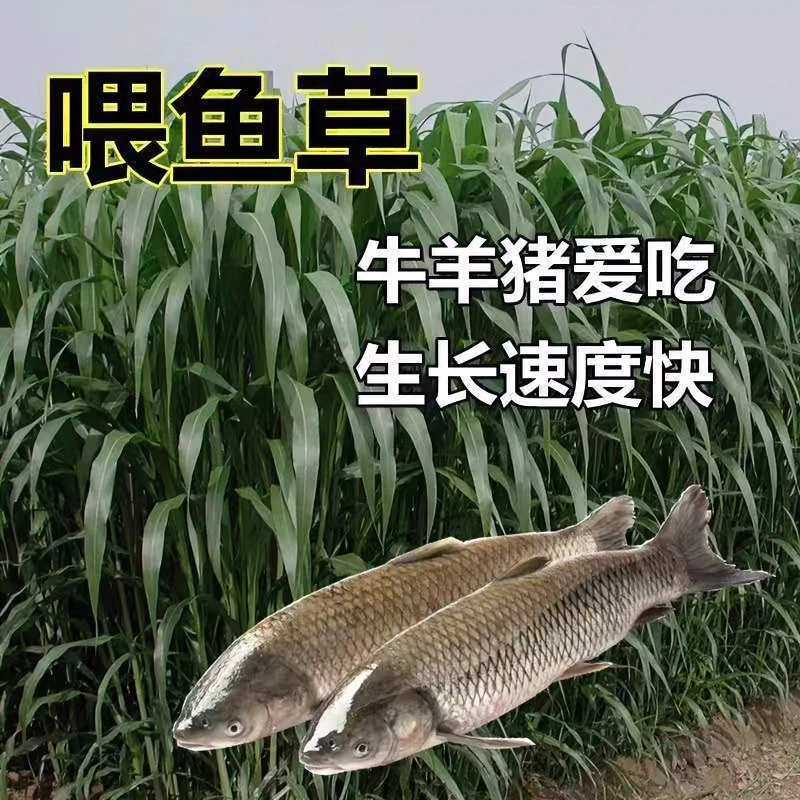 苏丹草 叶子大柔软 耐旱高产喂鱼牛羊