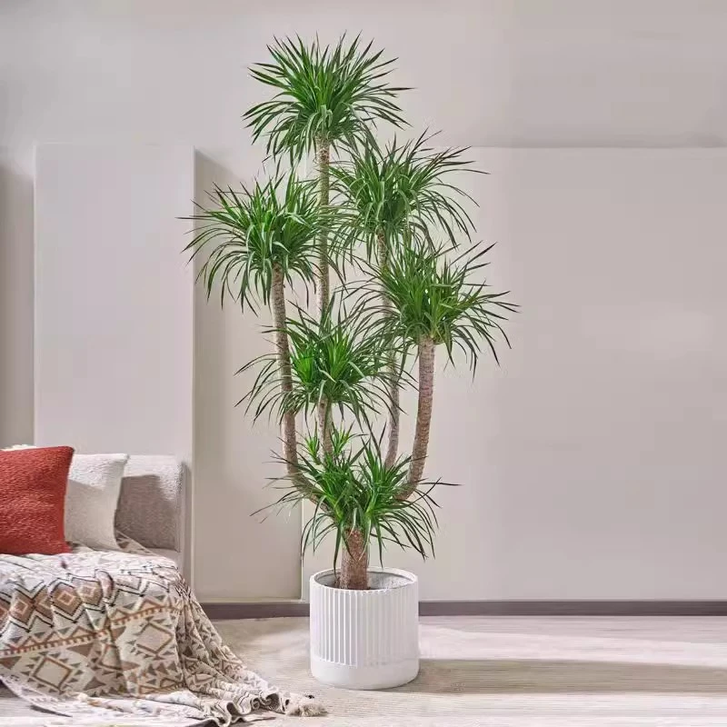 【新年福利】龙血树盆栽造型多头老桩龙须树大型绿植室内客厅净化