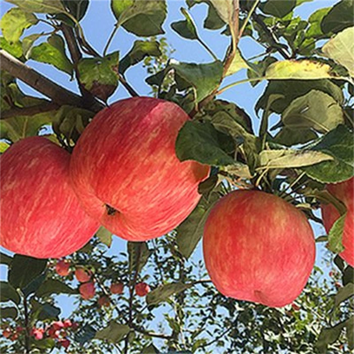 新鲜烟台红富士苹果