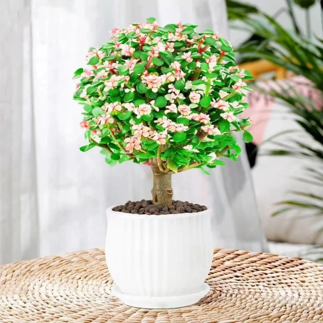 【货品升级！！！】狂轰滥炸套餐 全精品货套餐（脱土发货）多肉植物批发