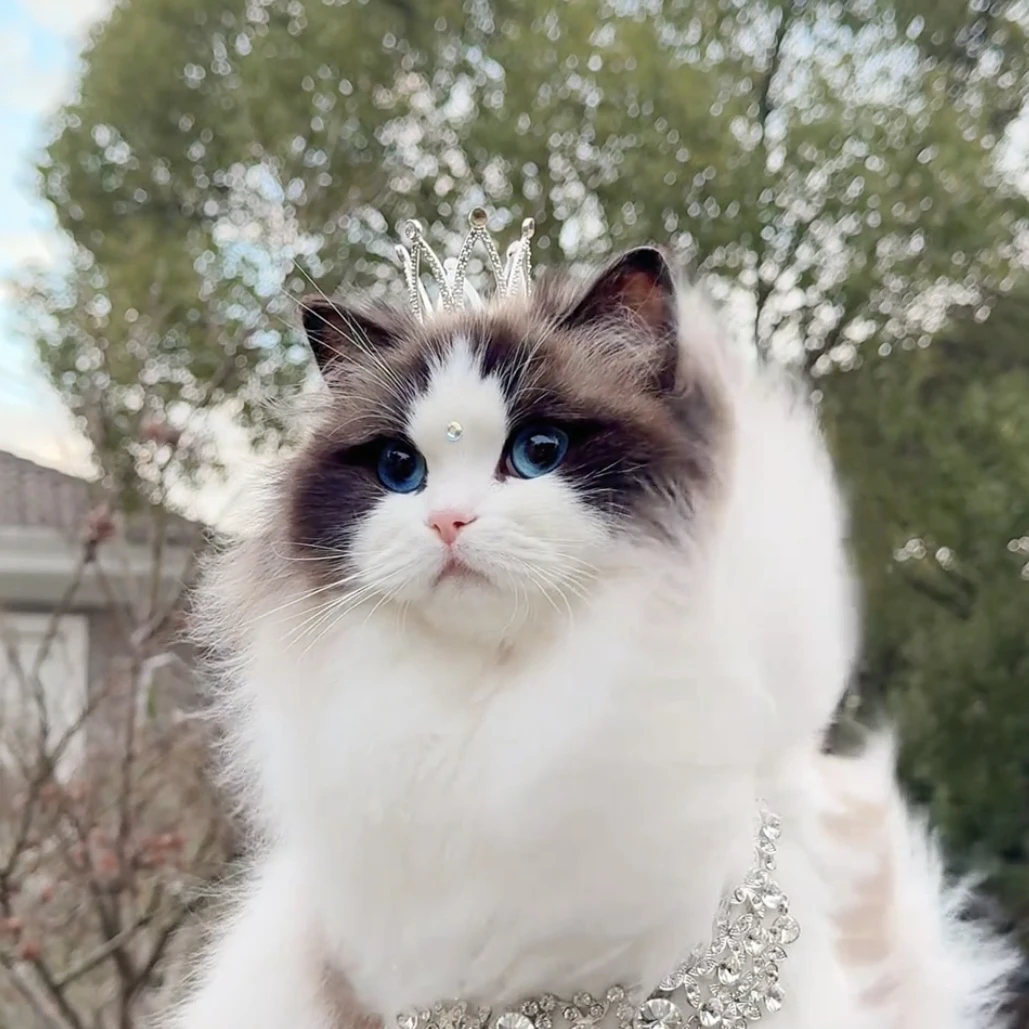猫咪小皇冠头饰宠物头饰猫皇冠金色皇冠银色猫猫结婚韩式迷你皇冠